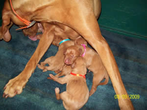 Taken 8-9-09 6:59am Arabelle & Jiggs puppies