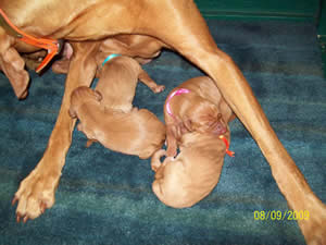 Arabelle & Jiggs Vizsla puppies 8-9-09