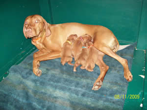 Arabelle & Jiggs Vizsla puppies 8-11-09 9:03pm